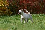 BOULEDOGUE AMERICAIN 387